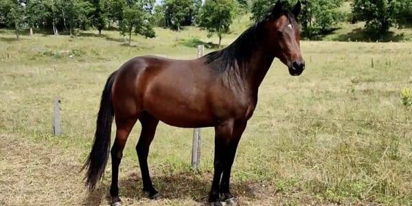 Yegua Otra Raza de Poni En venta 2020 Bayo moreno