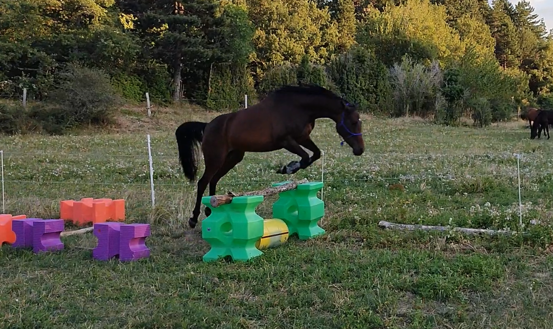 Yegua Otra Raza de Poni En venta 2020 Bayo moreno