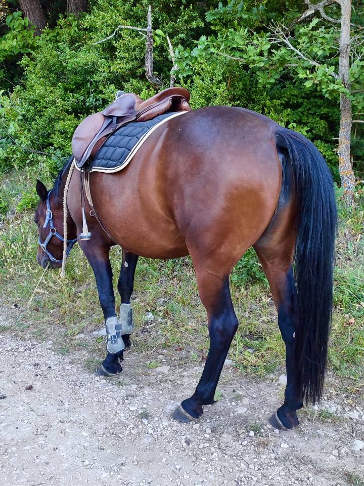 Yegua Otra Raza de Poni En venta 2020 Bayo moreno