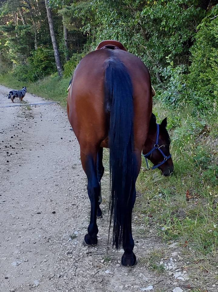 Yegua Otra Raza de Poni En venta 2020 Bayo moreno