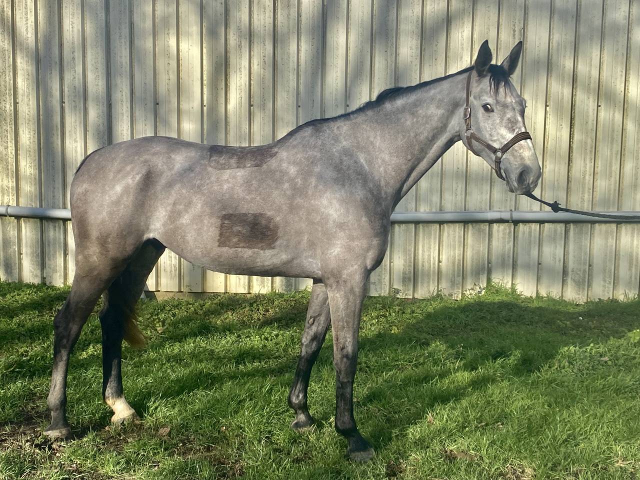Caballo castrado Silla Franc&eacute;s En venta 2020 Tordo por Clarimo