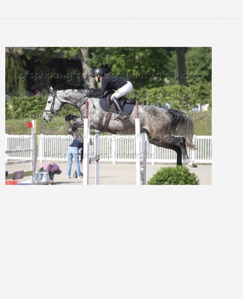 Caballo castrado Silla Franc&eacute;s En venta 2020 Tordo por Clarimo