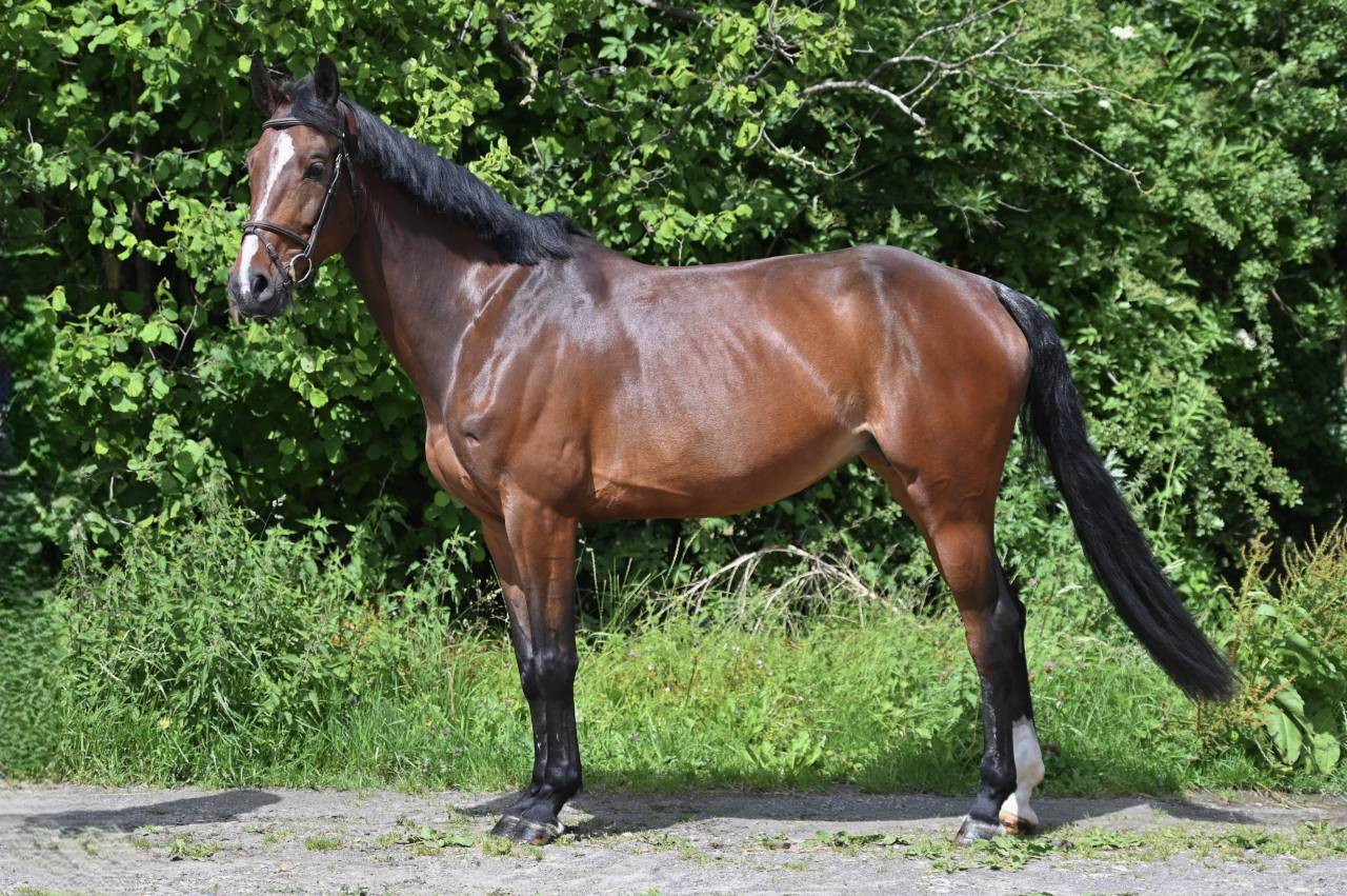 Yegua Zangersheide En venta 2020 Bayo por Excalibur de la tour vidal