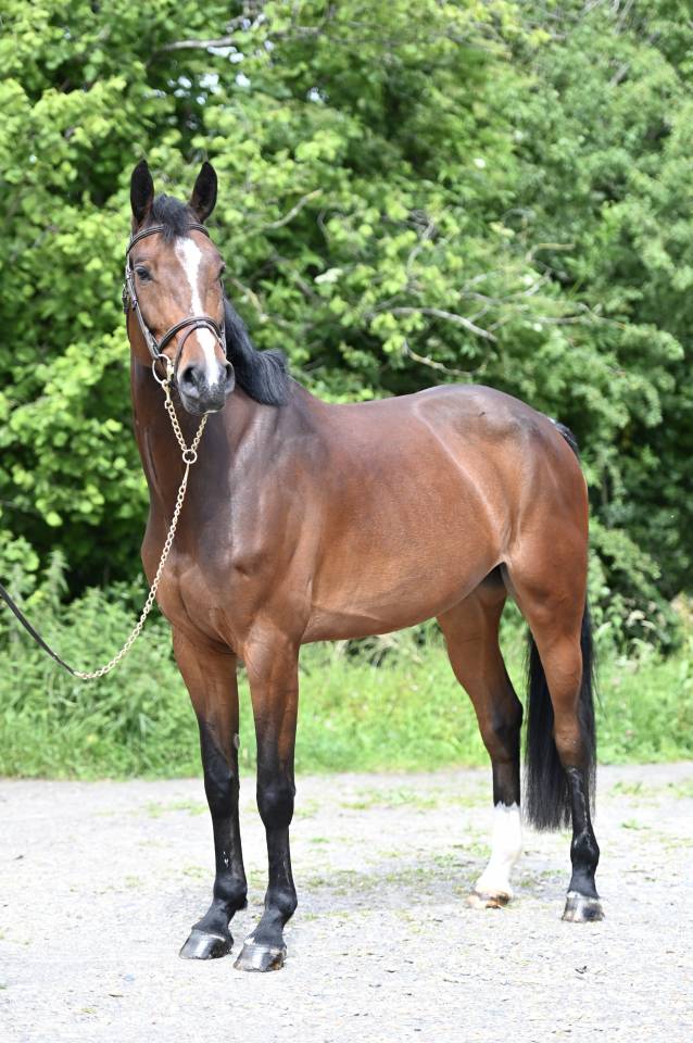 Yegua Zangersheide En venta 2020 Bayo por Excalibur de la tour vidal