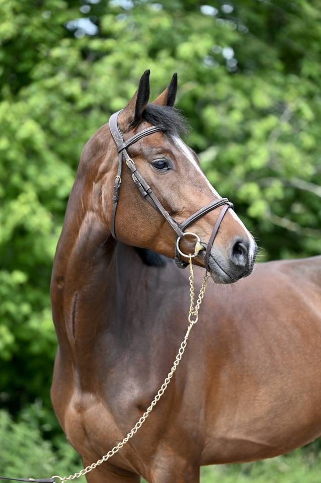Yegua Zangersheide En venta 2020 Bayo por Excalibur de la tour vidal