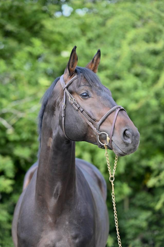Caballo castrado Holsteiner En venta 2020 Bayo por Q-OXFORED QUALITY