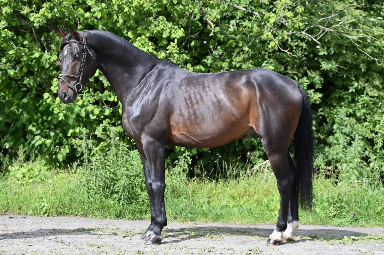 Caballo castrado Holsteiner En venta 2020 Bayo por Q-OXFORED QUALITY