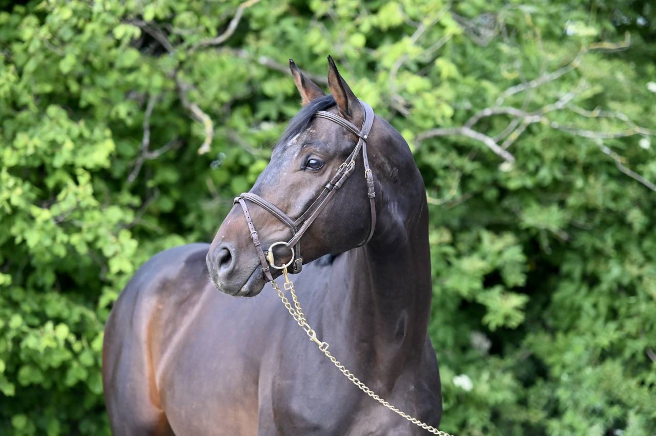 Caballo castrado Holsteiner En venta 2020 Bayo por Q-OXFORED QUALITY