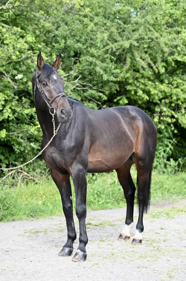 Caballo castrado Holsteiner En venta 2020 Bayo por Q-OXFORED QUALITY