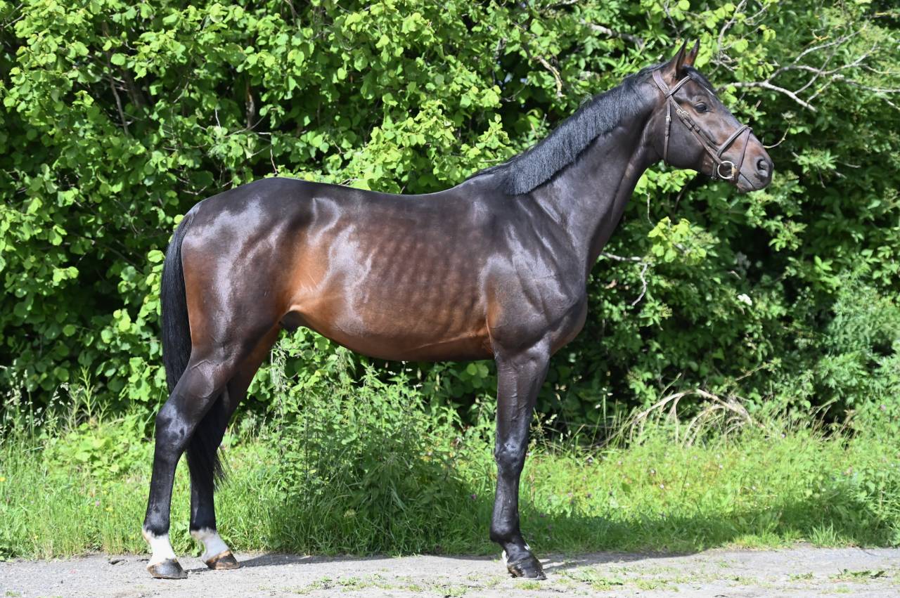 Caballo castrado Holsteiner En venta 2020 Bayo por Q-OXFORED QUALITY