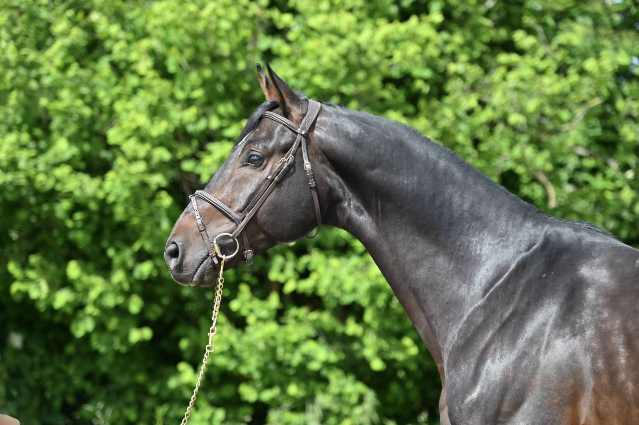 Caballo castrado Holsteiner En venta 2020 Bayo por Q-OXFORED QUALITY