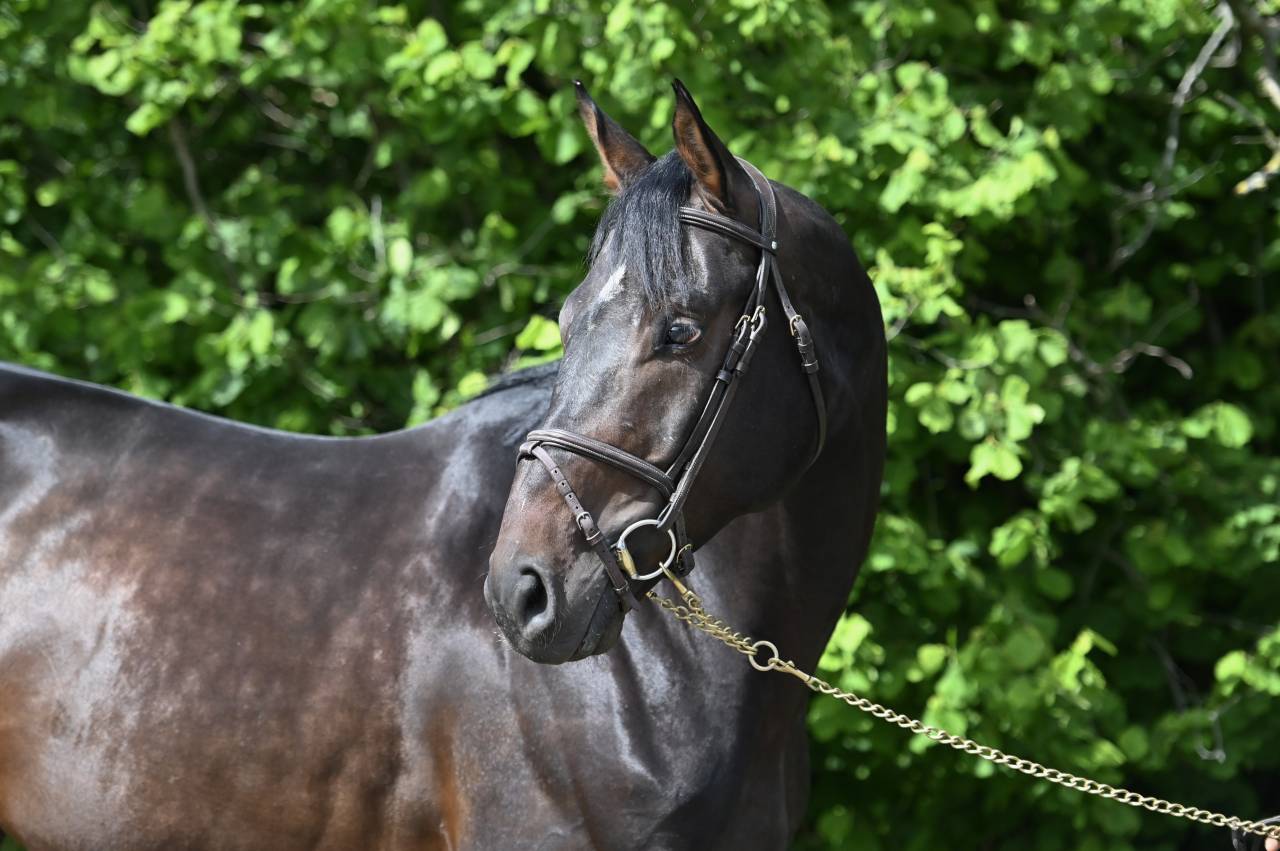 Caballo castrado Holsteiner En venta 2020 Bayo por Q-OXFORED QUALITY