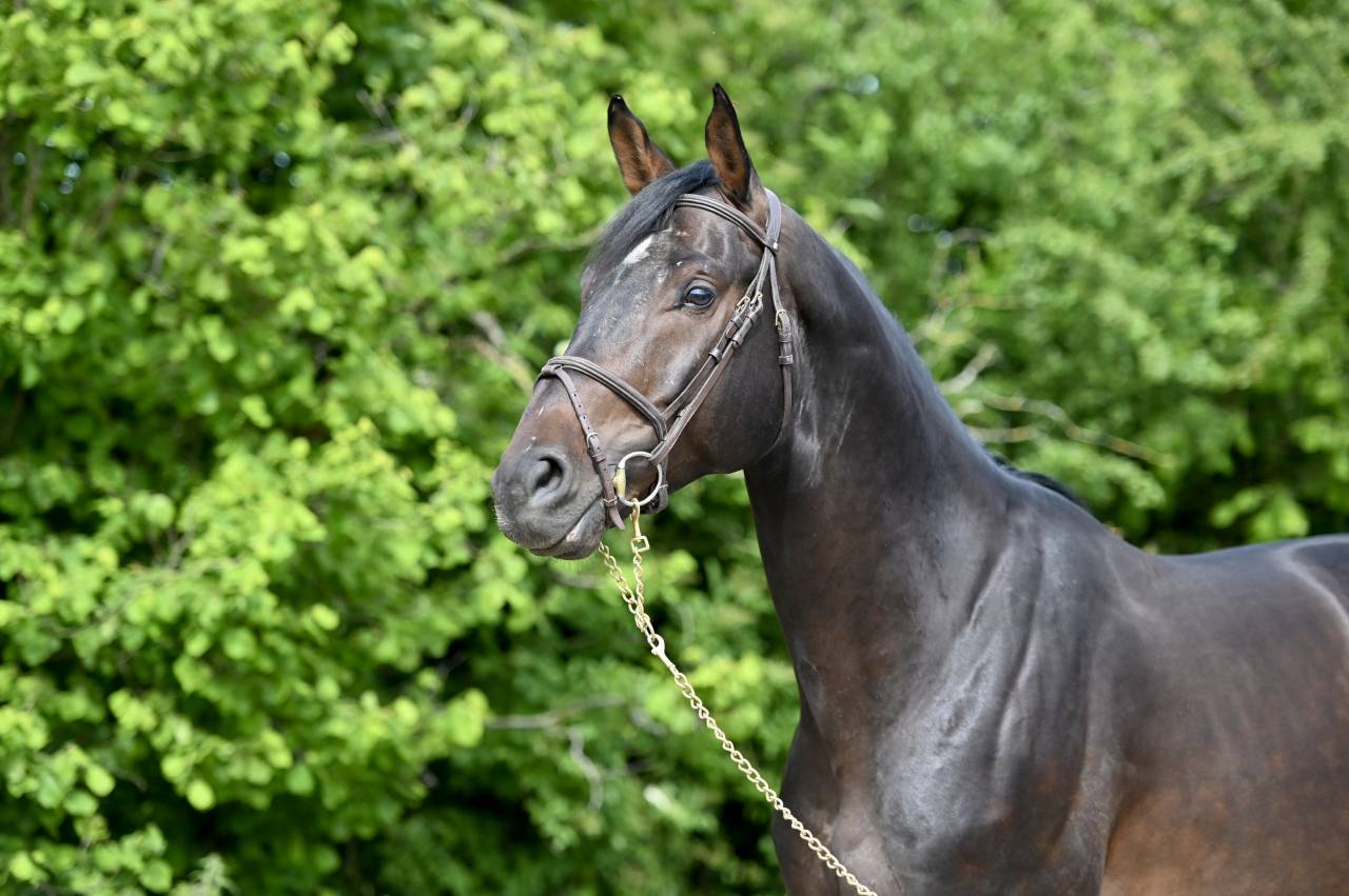 Caballo castrado Holsteiner En venta 2020 Bayo por Q-OXFORED QUALITY