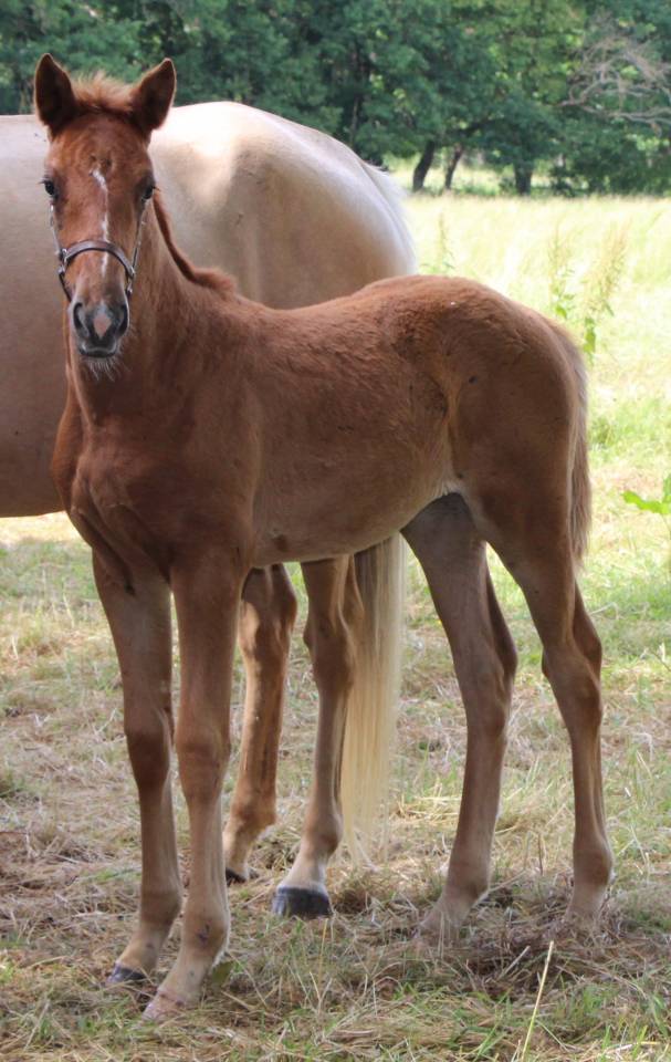 Potranca Silla Franc&eacute;s En venta 2026 Alaz&aacute;n