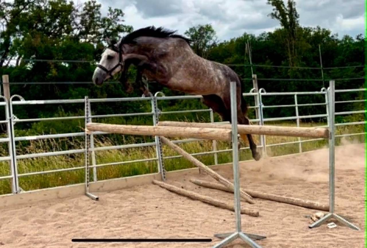 Caballo entero Silla Franc&eacute;s En venta 2022 Tordo