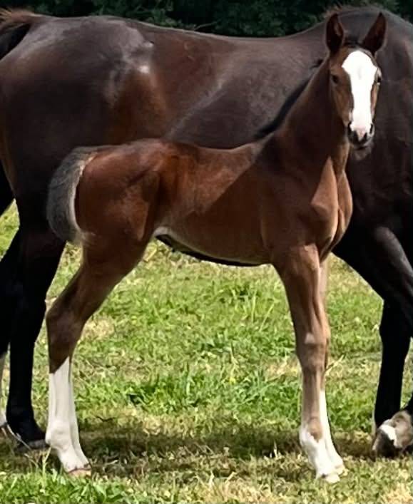 Potranca Silla Franc&eacute;s En venta 2026 Bayo