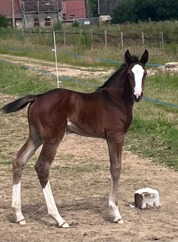 Potranca Silla Franc&eacute;s En venta 2026 Bayo