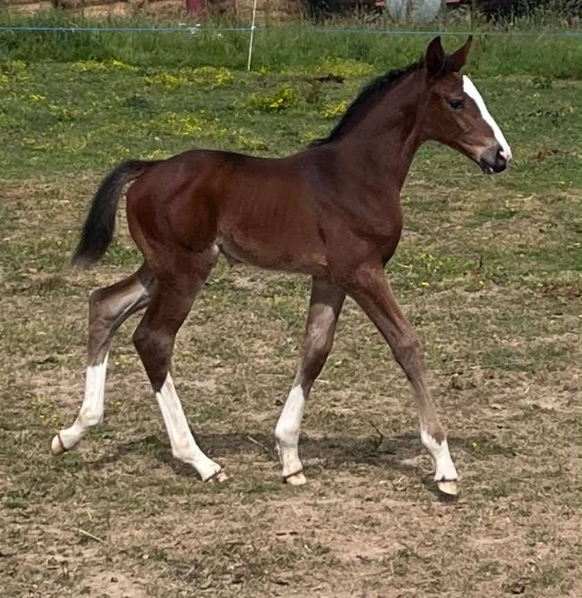 Potranca Silla Franc&eacute;s En venta 2026 Bayo