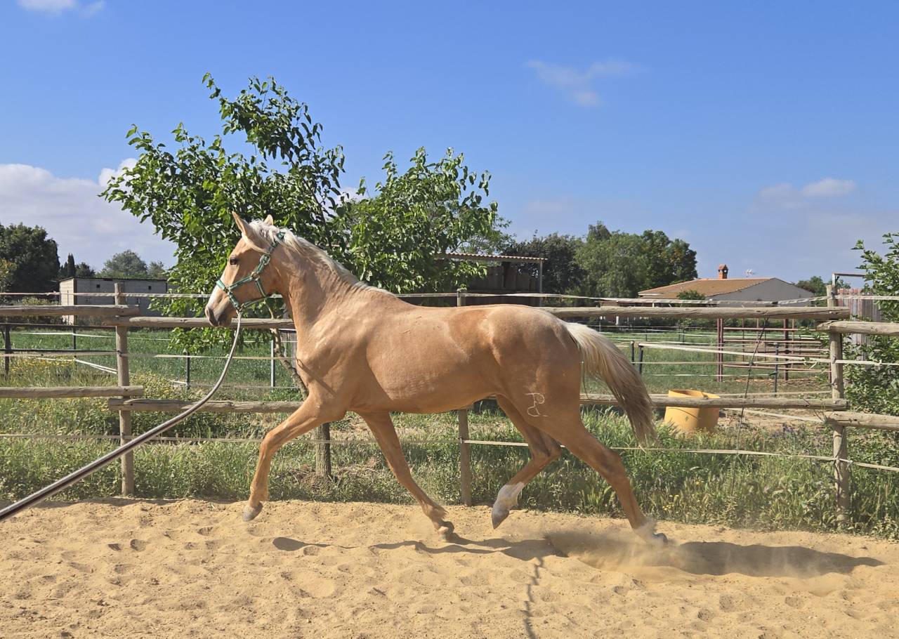 Potro CDE Palomino