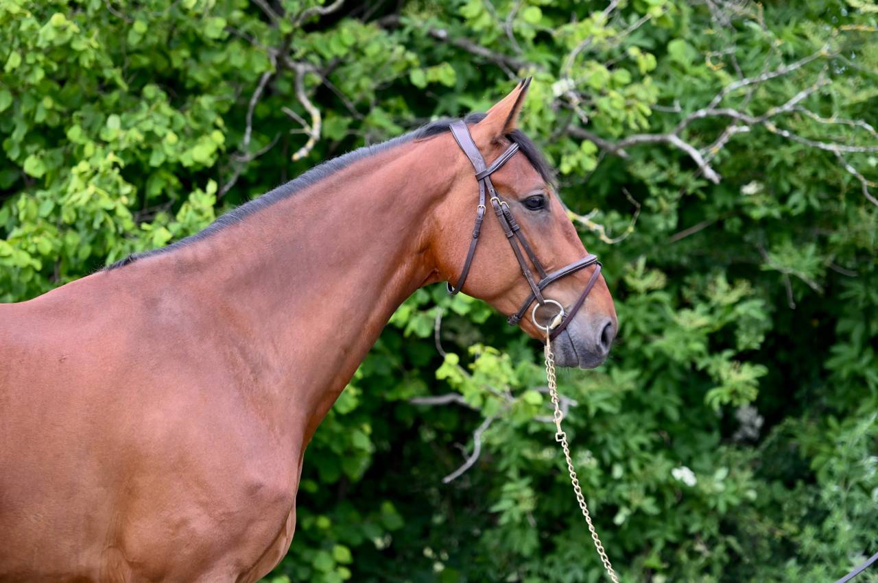 Caballo castrado Zangersheide En venta 2021 Bayo por IKANNAN