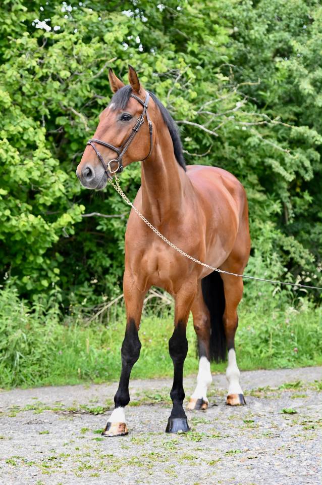 Caballo castrado Zangersheide En venta 2021 Bayo por IKANNAN
