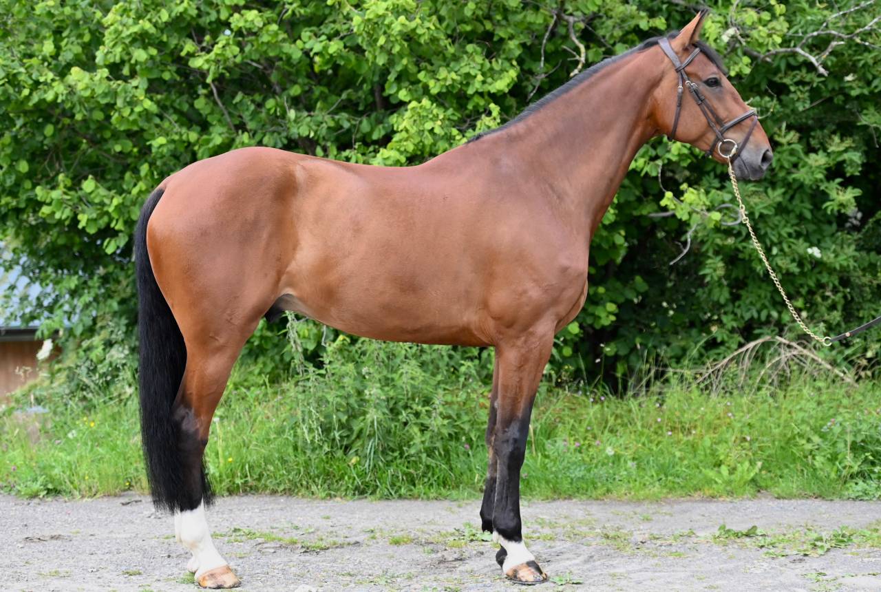 Caballo castrado Zangersheide En venta 2021 Bayo por IKANNAN
