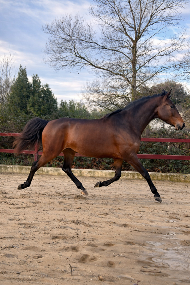 Yegua KWPN Caballo de Deporte Neerland&eacute;s En venta 2021 Bayo