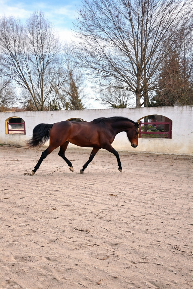 Yegua KWPN Caballo de Deporte Neerland&eacute;s En venta 2021 Bayo