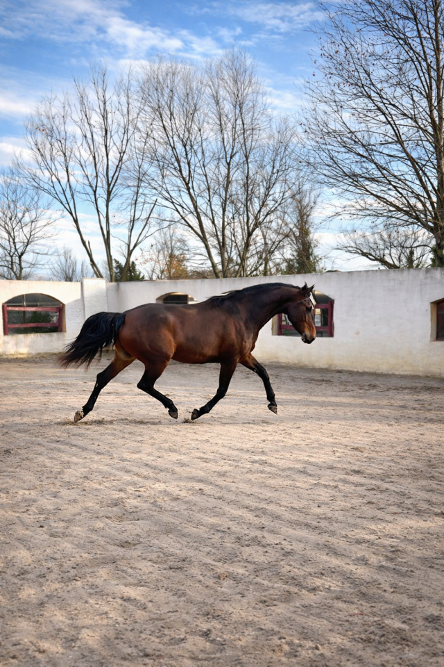 Yegua KWPN Caballo de Deporte Neerland&eacute;s En venta 2021 Bayo