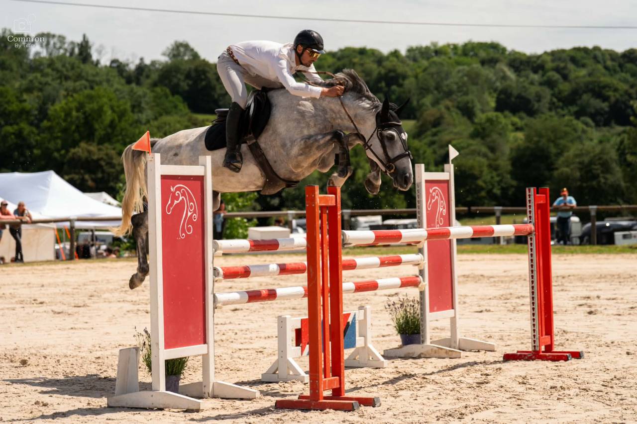Yegua Silla Franc&eacute;s En venta 2019 Tordo por Andiamo semilly