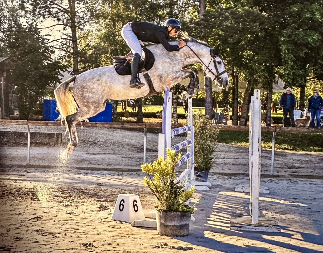Yegua Silla Franc&eacute;s En venta 2019 Tordo por Andiamo semilly