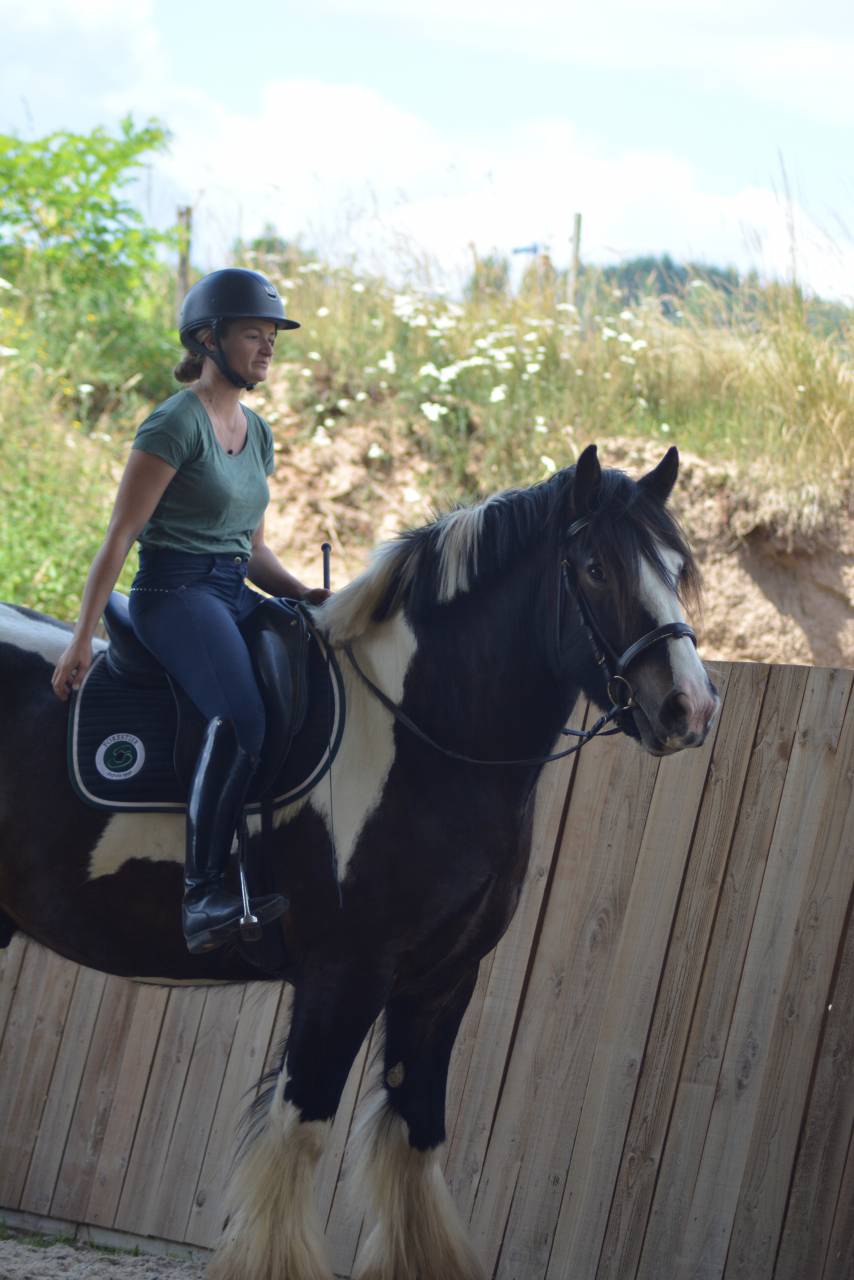 Caballo castrado Cob En venta 2021 P&iacute;o