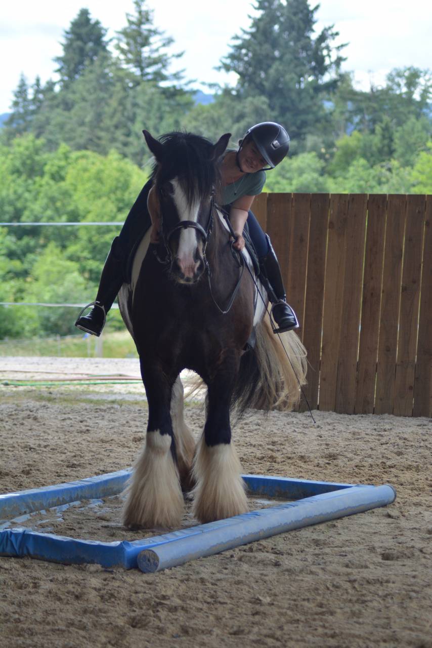 Caballo castrado Cob En venta 2021 P&iacute;o