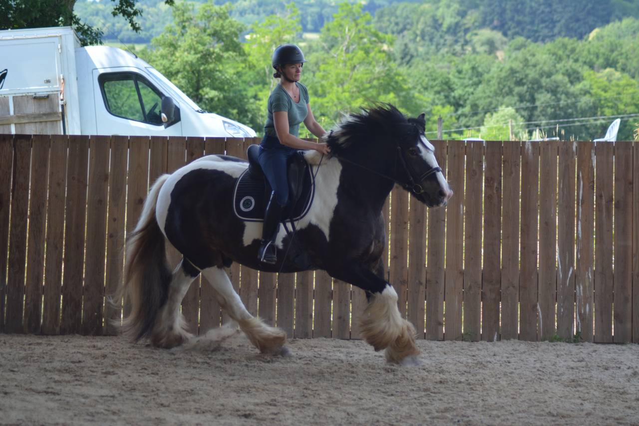 Caballo castrado Cob En venta 2021 P&iacute;o