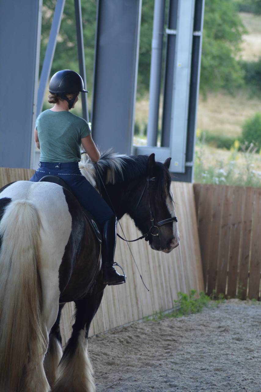 Caballo castrado Cob En venta 2021 P&iacute;o
