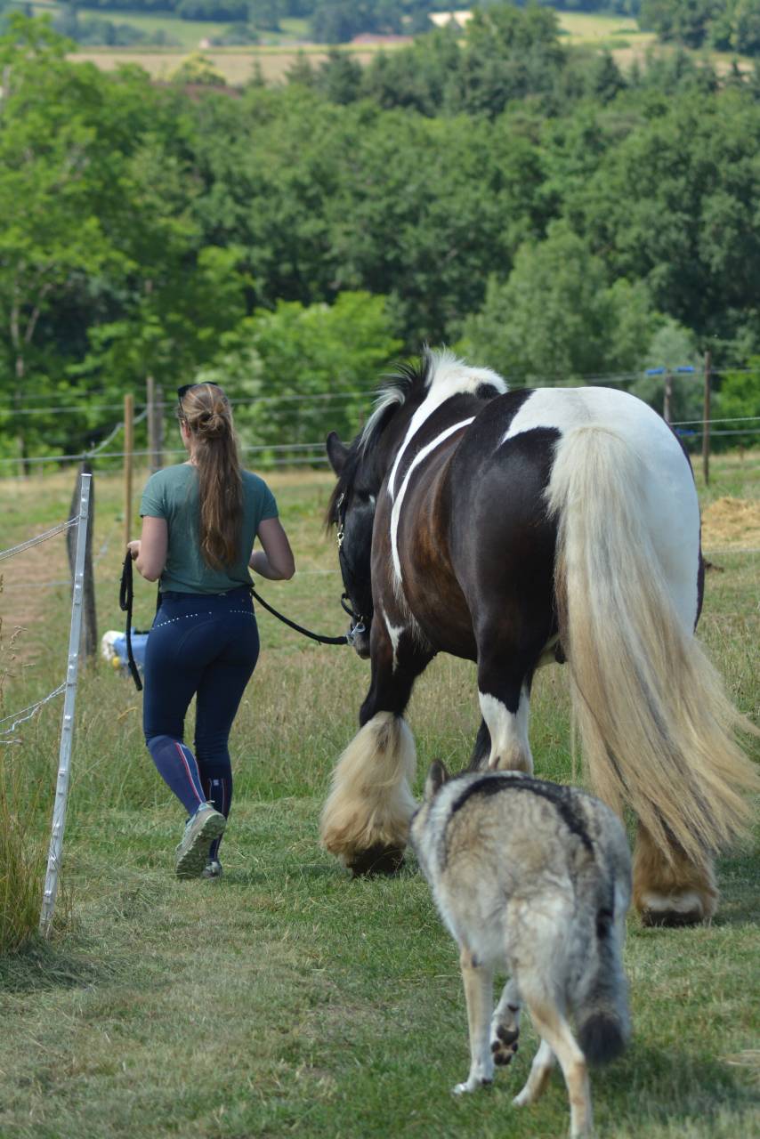 Caballo castrado Cob En venta 2021 P&iacute;o