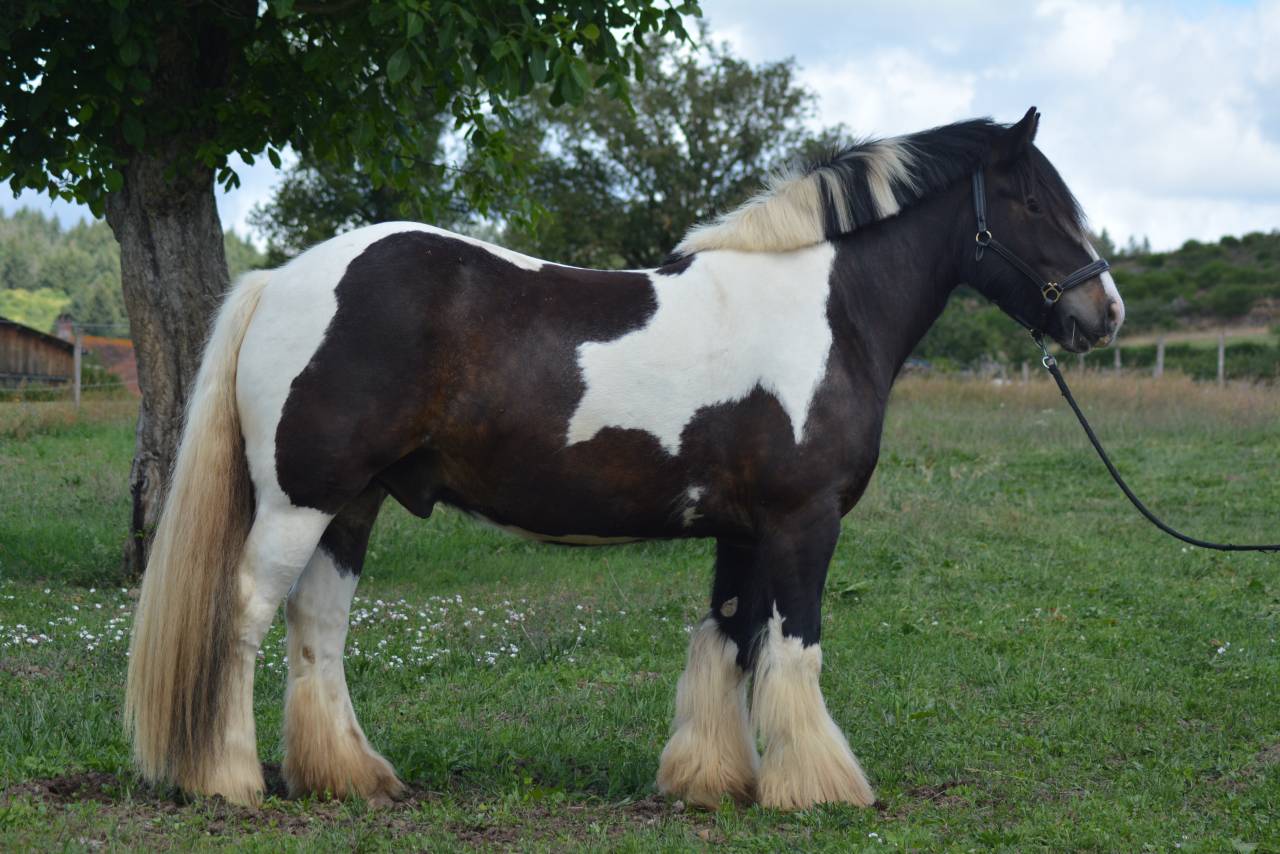 Caballo castrado Cob En venta 2021 P&iacute;o