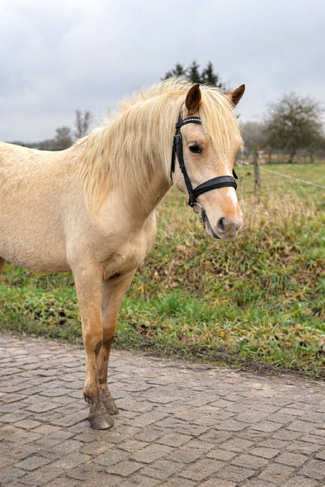 Potranca Connemara En venta 2024 Palomino por LUMOS ENDHIL D&rsquo;ALAM (CO)