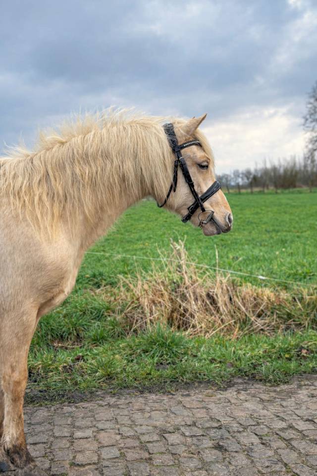 Potranca Connemara En venta 2024 Palomino por LUMOS ENDHIL D&rsquo;ALAM (CO)