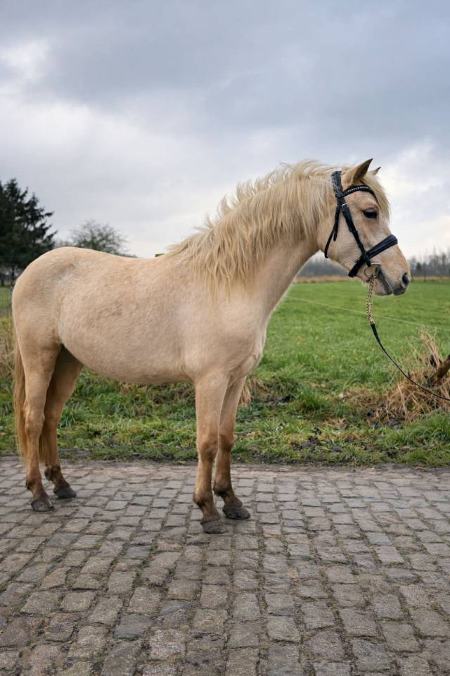 Potranca Connemara En venta 2024 Palomino por LUMOS ENDHIL D&rsquo;ALAM (CO)