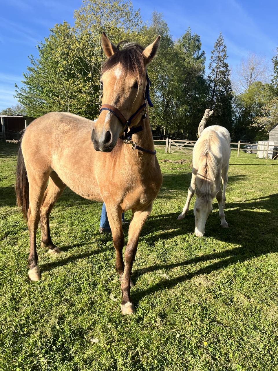 Potranca Welsh Part Bred En venta 2024 Isabelo por Gwrthafan Black Admiral