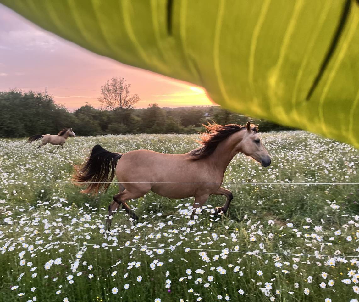 Potranca Welsh Part Bred En venta 2024 Isabelo por Gwrthafan Black Admiral