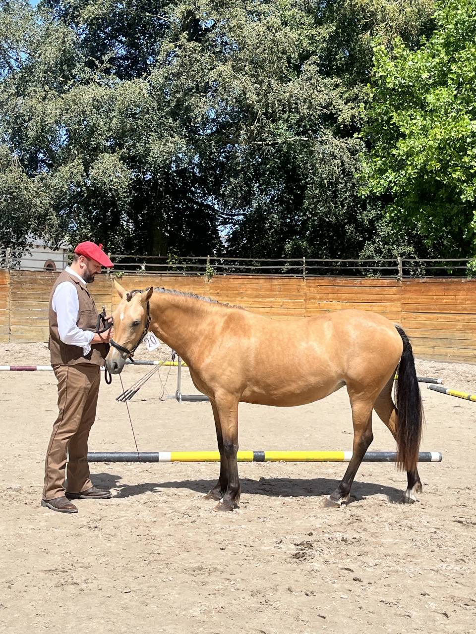 Potranca Welsh Part Bred En venta 2024 Isabelo por Gwrthafan Black Admiral