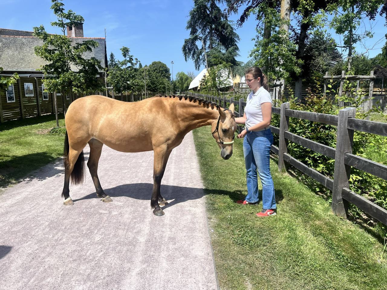 Potranca Welsh Part Bred En venta 2024 Isabelo por Gwrthafan Black Admiral