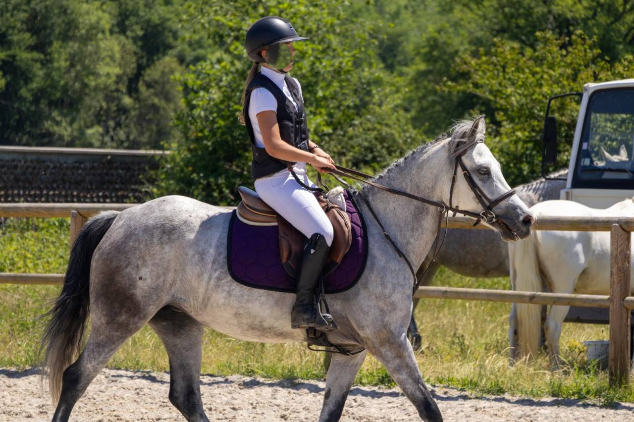 Yegua Origine Constat&eacute;e En venta 2019 Tordo por Fo'Reveur Du Jump