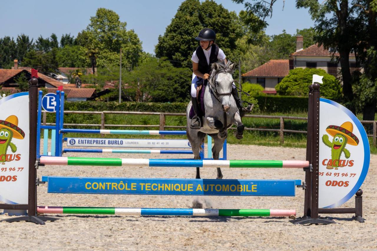 Yegua Origine Constat&eacute;e En venta 2019 Tordo por Fo'Reveur Du Jump