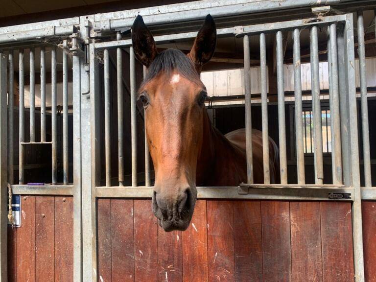 Caballo castrado Lusitano En venta 2019 Bayo moreno por Sudan 4
