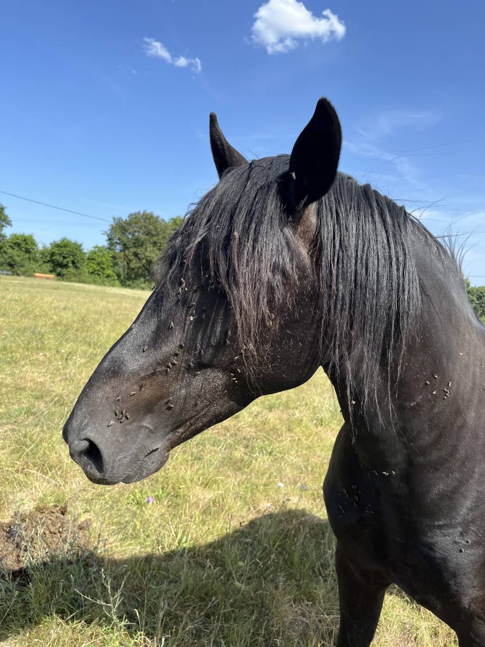 Caballo entero Lusitano En venta 2023 Negro por PRINCIPE