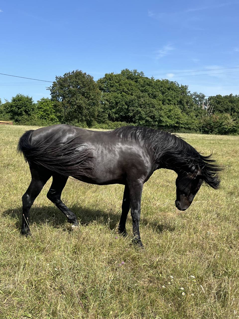Caballo entero Lusitano En venta 2023 Negro por PRINCIPE