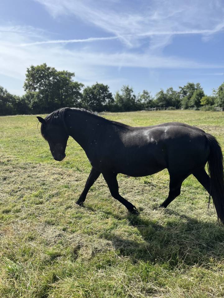 Caballo entero Lusitano En venta 2023 Negro por PRINCIPE